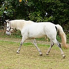 Longieren mit Kappzaum