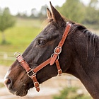 Kappzaum American Saddlebred