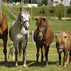 vier Pferde mit Kappzaum