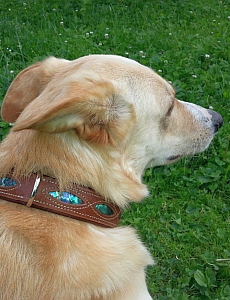 Hundehalsbänder